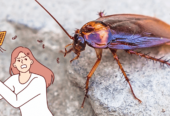# Organic Pest Treatment – Low Cost in Dubai